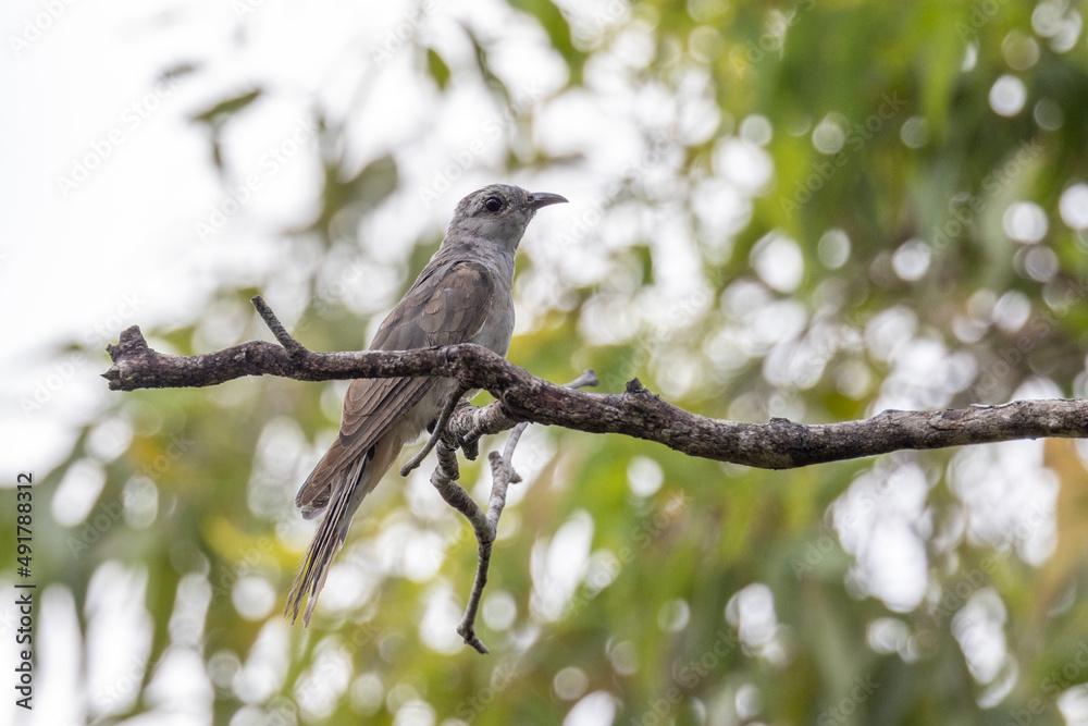 Brown Honeyeater in Queensland Australia Brown Honeyeater in Queensland Australia