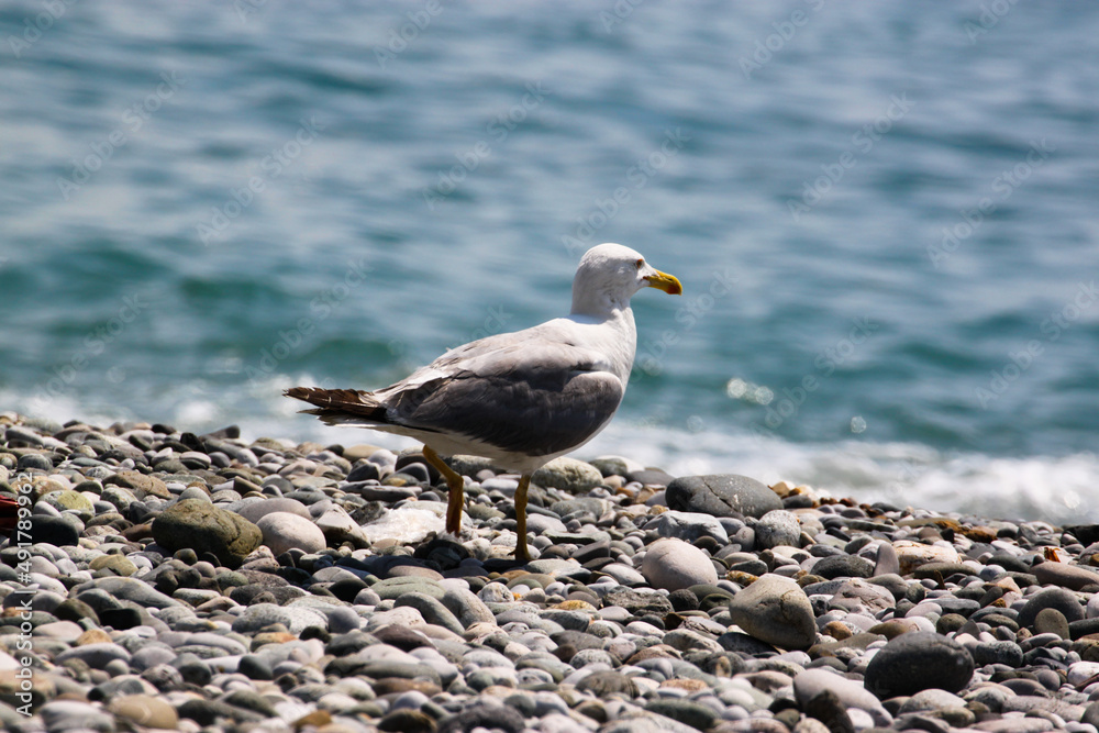 a seagull on the seashore walks in the summer on a sunny day in July