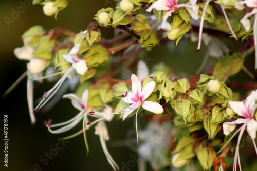 Pink and white flowers