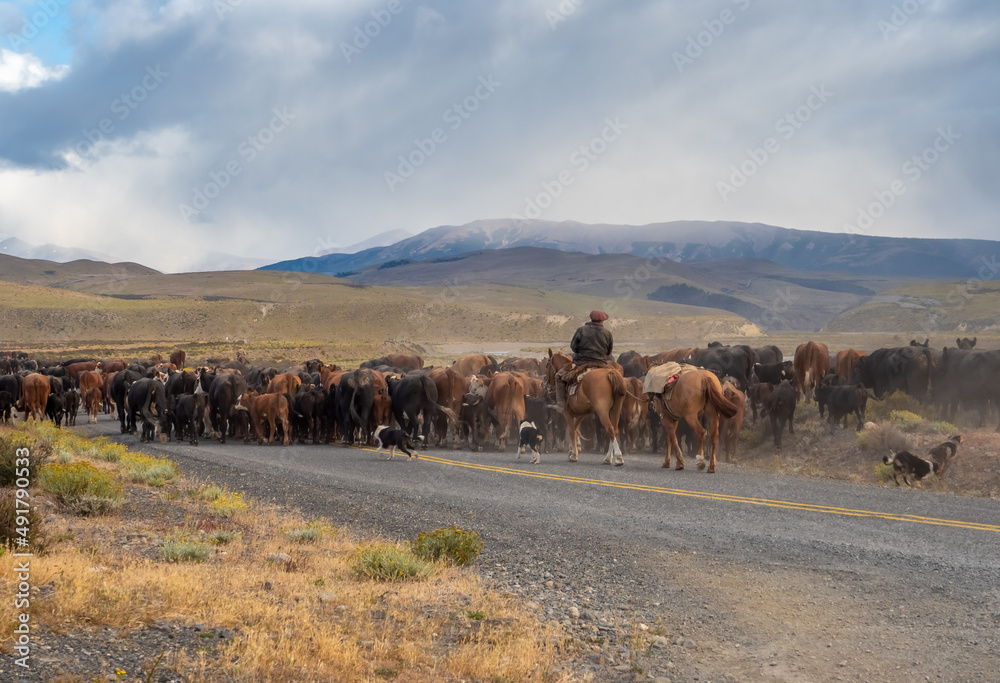 Chilean gauchos (cowboys) moving cattle across the grounds of the Torres del Paine National Park, southern Patagonia, Magallanes, Chile