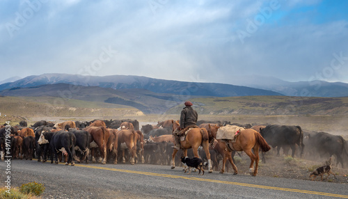 Chilean gauchos (cowboys) moving cattle across the grounds of the Torres del Paine National Park, southern Patagonia, Magallanes, Chile