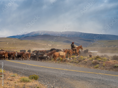 Chilean gauchos (cowboys) moving cattle across the grounds of the Torres del Paine National Park, southern Patagonia, Magallanes, Chile photo