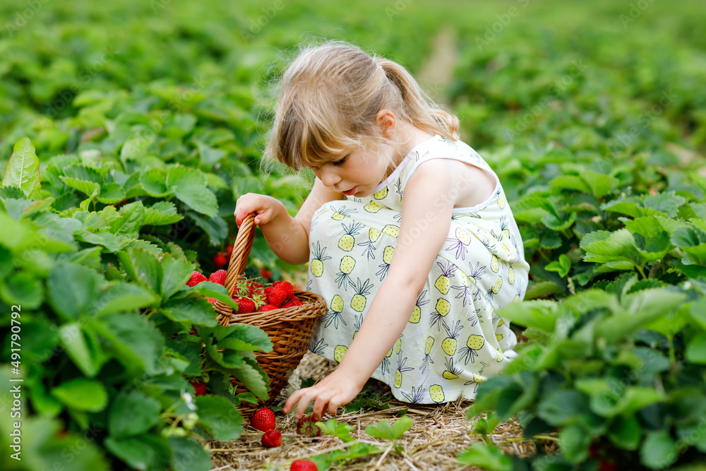 Happy little preschool girl picking and eating healthy strawberries on organic berry farm in summer, on sunny day. Child having fun with helping. Kid on strawberry plantation field, ripe red berries. Happy little preschool girl picking and eating healthy strawberries on organic berry farm in summer, on sunny day. Child having fun with helping. Kid on strawberry plantation field, ripe red berries.