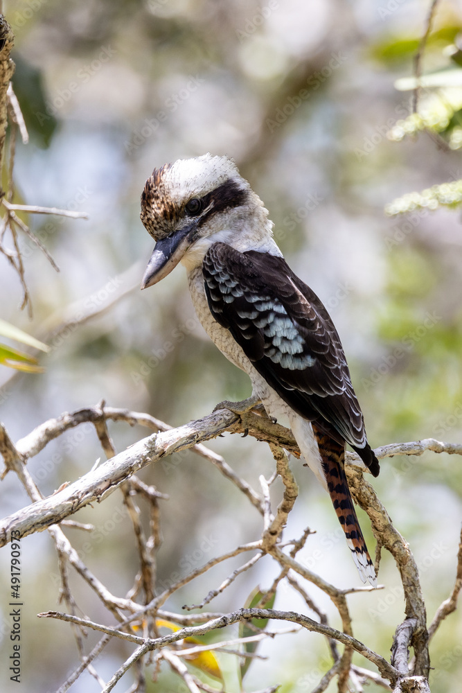Fototapeta premium Laughing Kookaburra in Queensland Australia