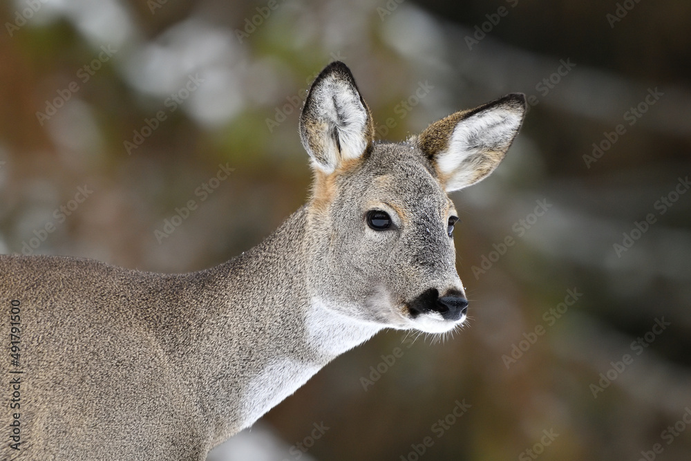 Roe deer portrait in winter, forest in the background Roe deer portrait in winter, forest in the background