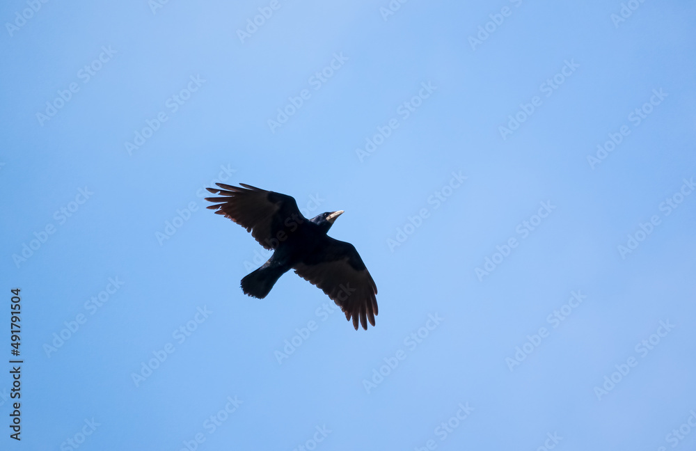 a rook (Corvus frugilegus) in flight under a blue grey sky a rook (Corvus frugilegus) in flight under a blue grey sky