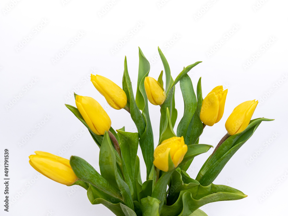 Bouquet of beautiful, bright yellow tulips on white background and place for text. Bouquet of beautiful, bright yellow tulips on white background and place for text.