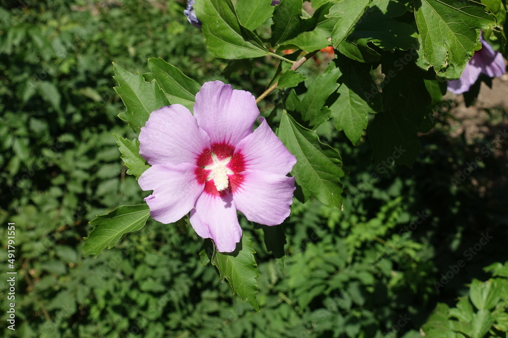 Light pink crimsoneyed flower of Hibiscus syriacus in July Light pink crimsoneyed flower of Hibiscus syriacus in July