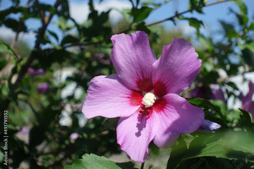 Macro of pink crimsoneyed flower of Hibiscus syriacus in August Macro of pink crimsoneyed flower of Hibiscus syriacus in August