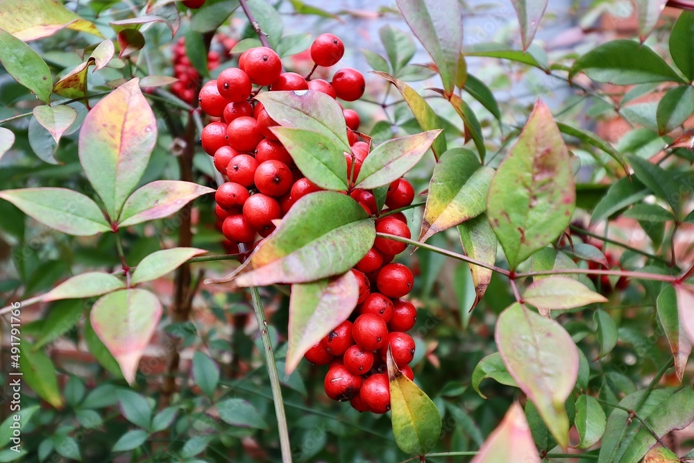 red berries on a branch red berries on a branch