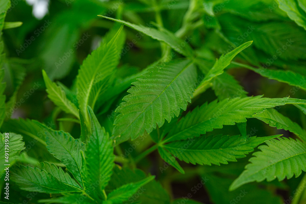 Hanfpflanzen CBD Hanfpflanzen CBD