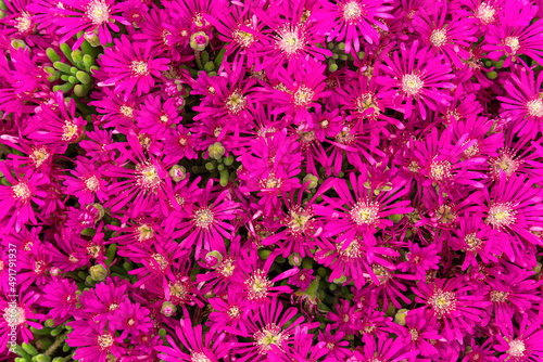beautiful garden flower in fuchsia color. mesembryanthemum floribundum photo