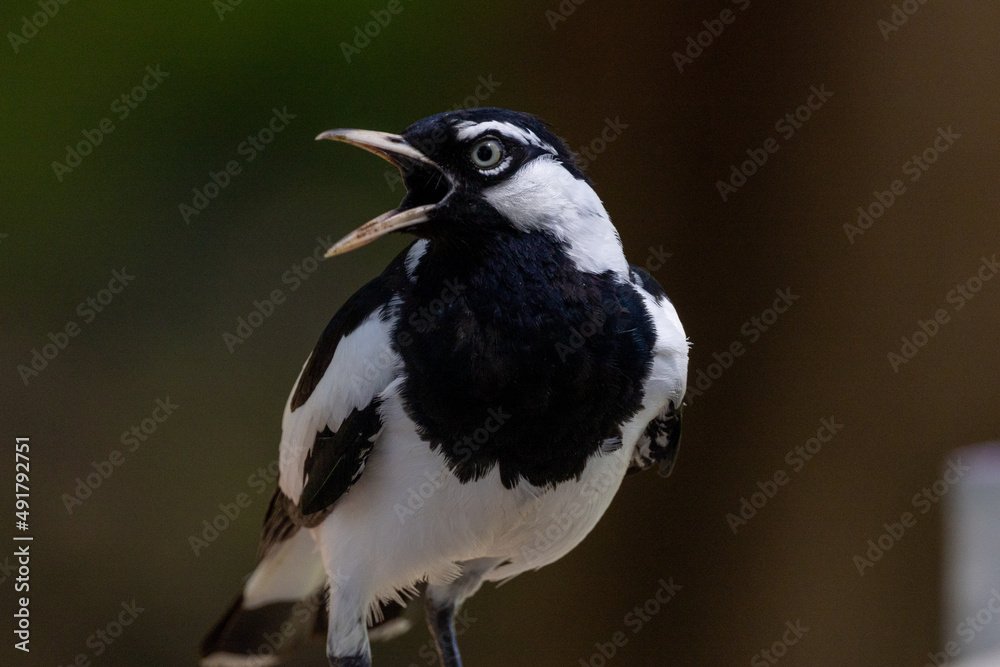 Magpie Lark in Queensland Australia Magpie Lark in Queensland Australia