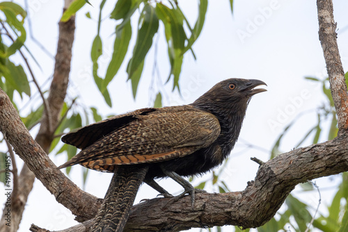 Pheasant Coucal in Queensland Australia photo