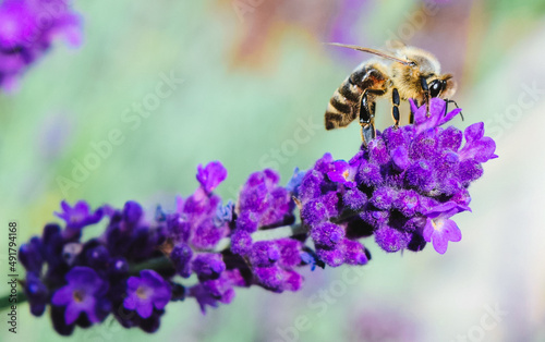 Biene auf Lavendel 