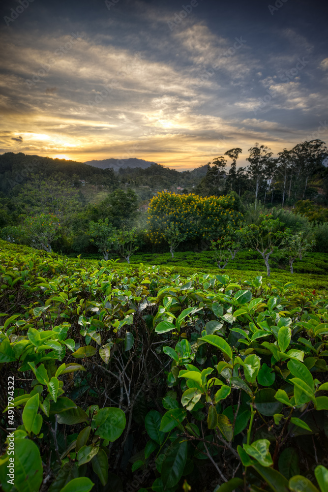 plantation de thé au couché du soleil au Sri Lanka plantation de thé au couché du soleil au Sri Lanka