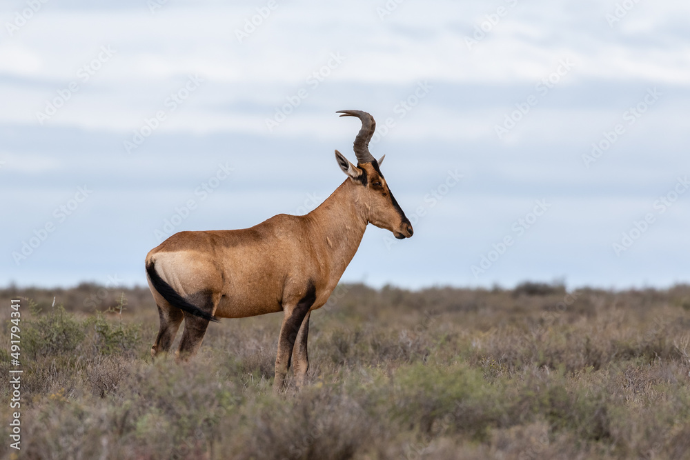 Profile of one red hartebeest standing in the veld in the Karoo national Park, South Africa Profile of one red hartebeest standing in the veld in the Karoo national Park, South Africa