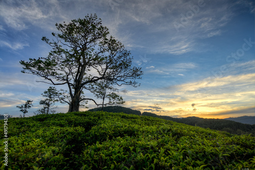 Arbre au milieu de plantation de thé au couché du soleil au Sri Lanka