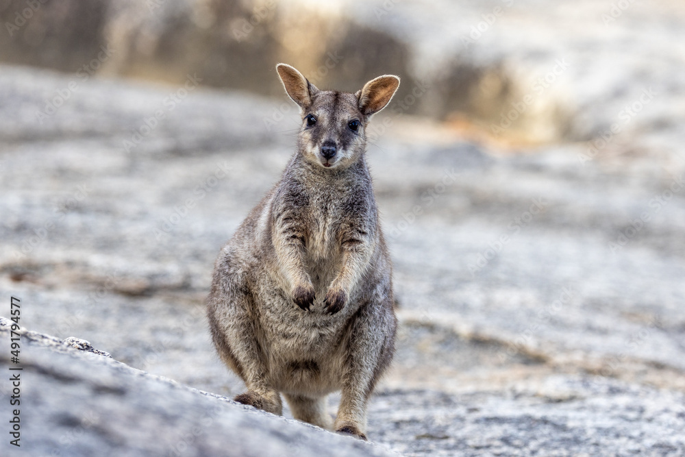 Rock Wallaby in Queensland Australia Rock Wallaby in Queensland Australia