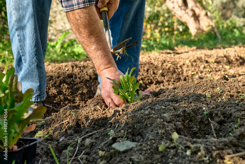 Hands of mature man planting young lettuce seedlings plant in the soil. Horticulture sostenible. Gardening Hobby. Healthy organic food concept.