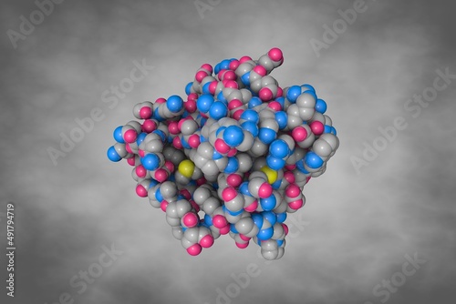 Sex hormone-binding globulin (SHBP) or sex steroid-binding protein (SSBP), a glycoprotein that binds androgens and estrogens. Space-filling molecular model on grey background. 3d illustration