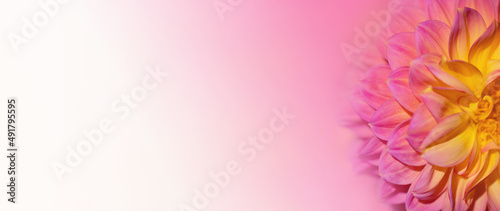 Fototapeta Naklejka Na Ścianę i Meble -  Dalia, kwiatowe, pastelowe tło