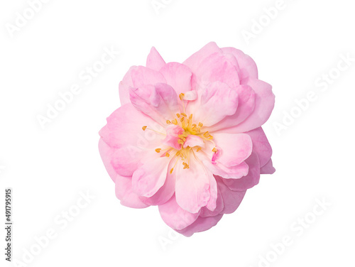 Close up Pink Rose flower on white background.