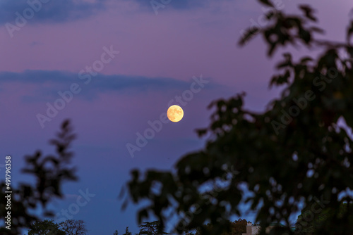 full moon with tree branches view. with blue sky