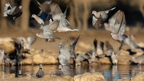 Foto A number of cape turtle doves in flight, taking off from a waterhole