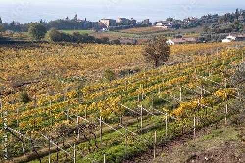 Bardolino  Verona. Vigneti in autunno del tipico vino