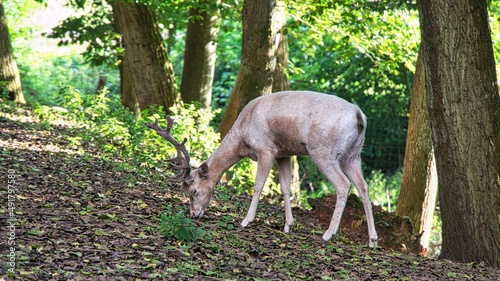 white deer isolated in a deciduous forest. Animal shot of the mammal.