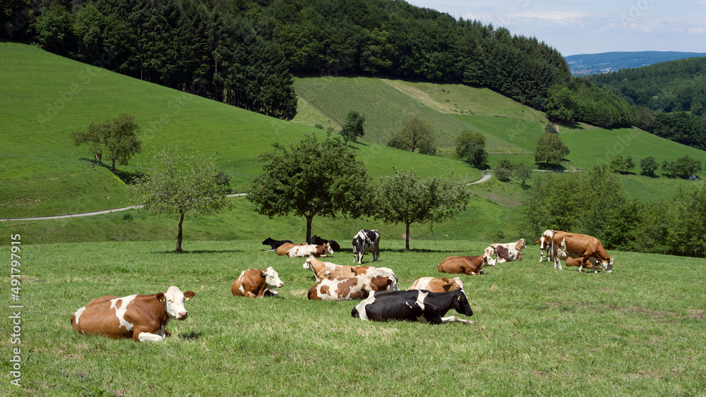 Fototapeta premium Artgerechte Tierhaltung