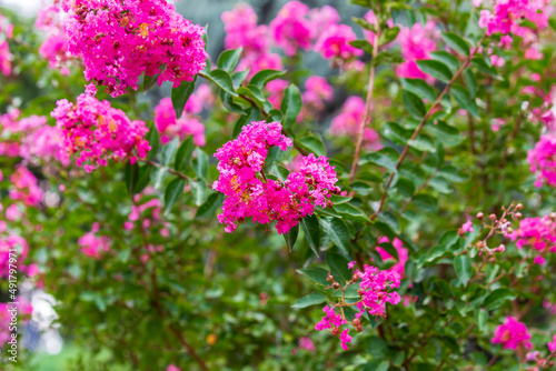 Spring time when cherry blossoms are in full bloom. Cherry blossoms against a blurred background.