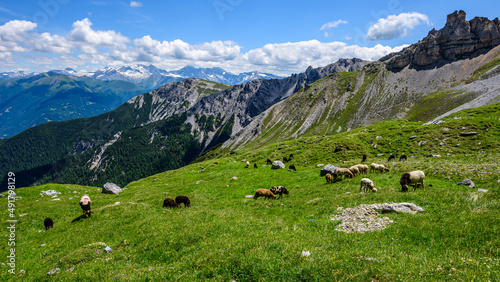 Sheep grazing on grass below Serles summit in Stubai valley. photo