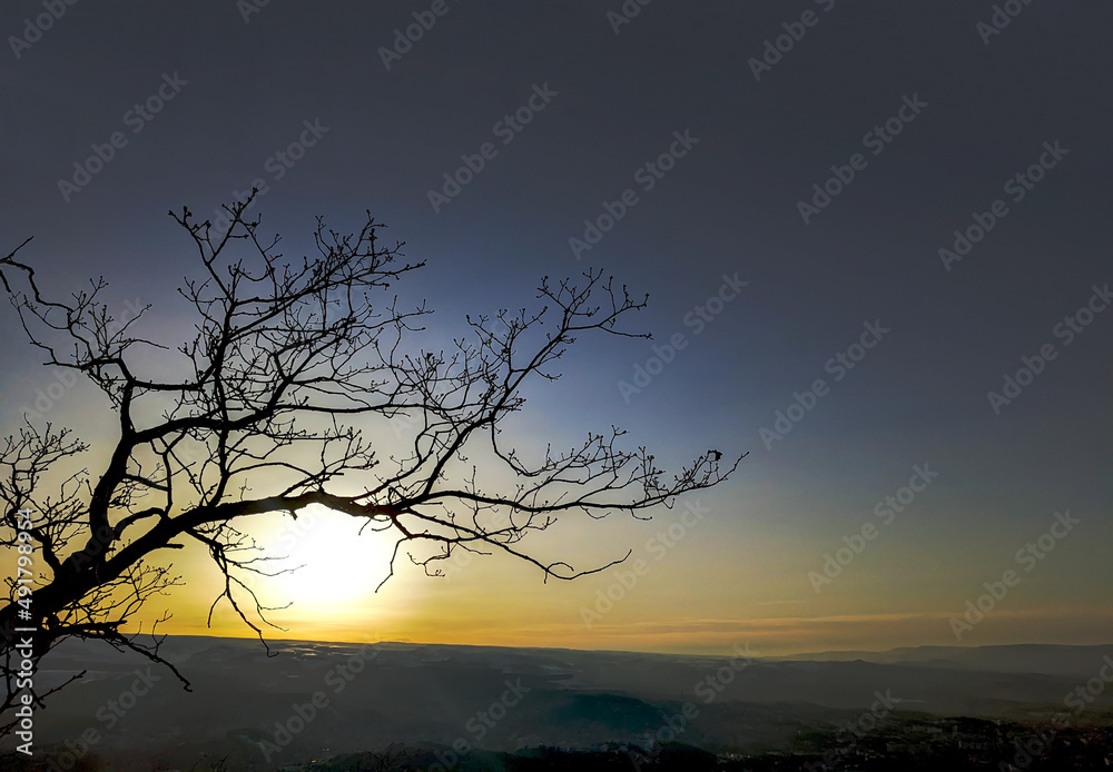 tree at sunrise