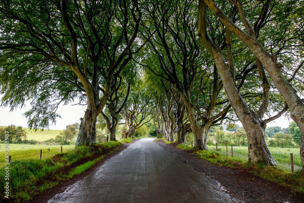 Naklejka premium Spectacular Dark Hedges in County Antrim, Northern Ireland on cloudy foggy day. Avenue of beech trees along Bregagh Road between Armoy and Stranocum. Empty road without tourists