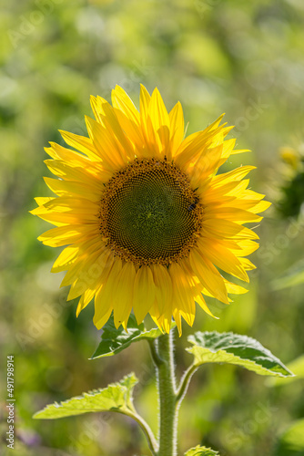 A vibrant sunflower on a summers day  with a shallow depth of field