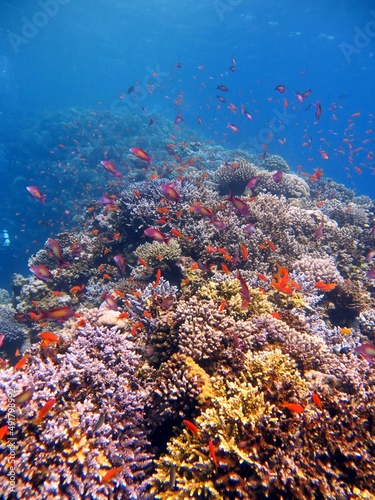 red sea fish and coral reef of blue hole 