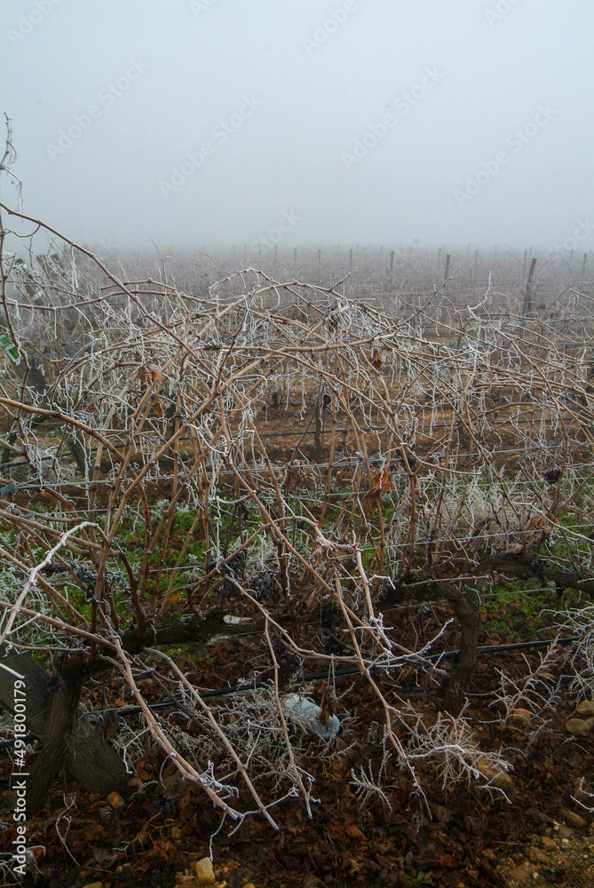 Vista con niebla durante el  invierno de viñedos de Toro, Zamora, Castilla y León.