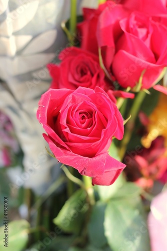 winter frost of beautiful roses