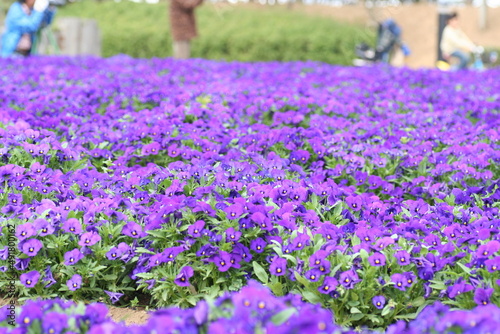 紫のスミレをガーデニングした花壇