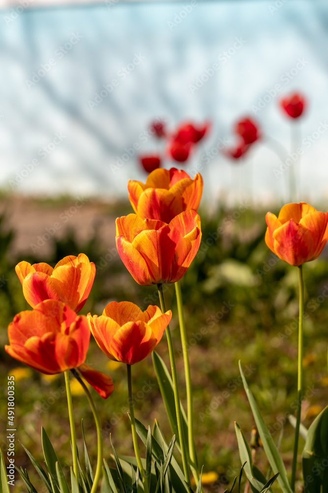 Fototapeta premium Red-orange tulips in the sun