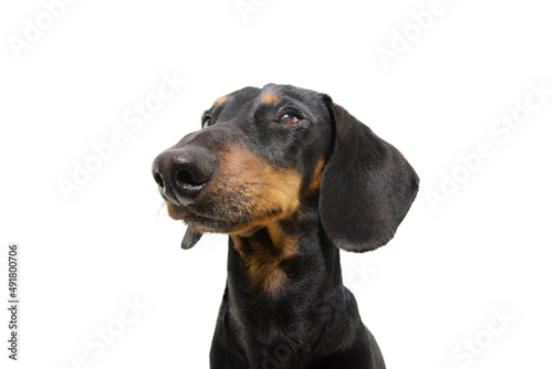 Portrait serious dachshund puppy dog looking away concentrate. Isolated on white background © Sandra