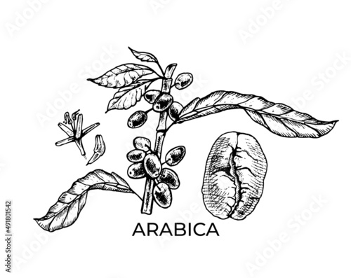 arabica coffee arabica coffee branch, botanical illustration, black, engraving, contour, graphics, isolated object