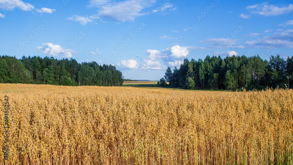 Summer landscape. Golden field of oats, forest, cumulus clouds in the sky. Bright colors of August