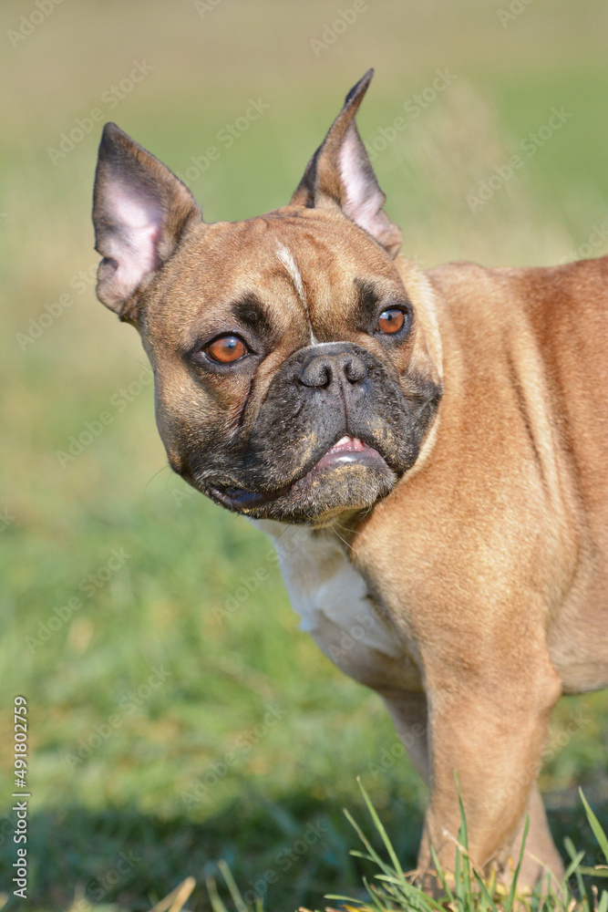 Fawn colored French Bulldog dog with amber eyes and pointy ears