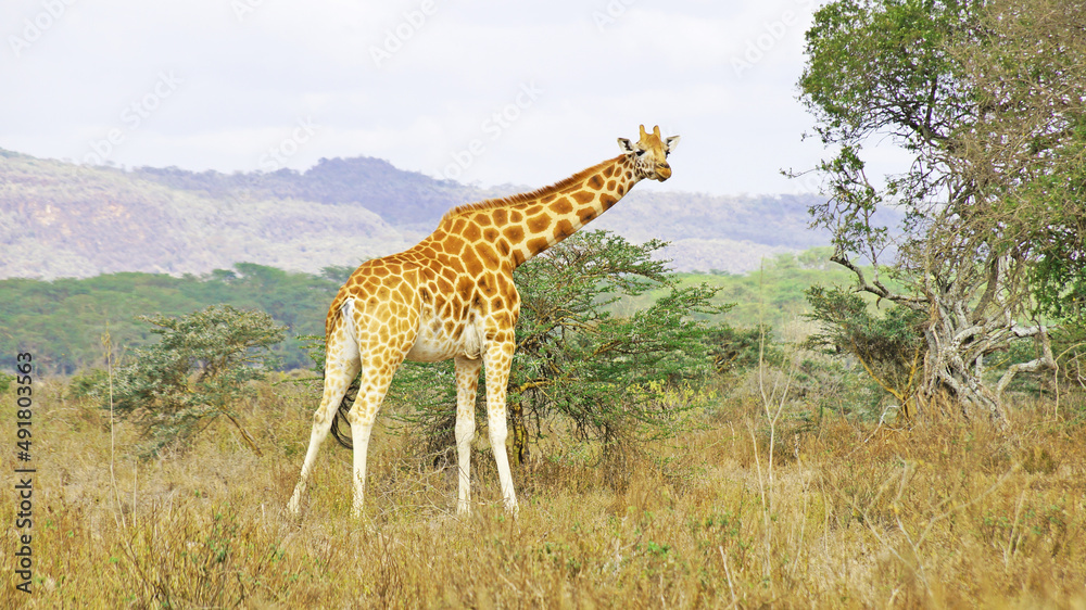 Obraz premium The giraffe walks the African savannah among acacia trees in Kenya's National Park and feeds on a sunny day.