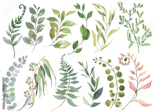 Watercolor green branches  hand drawn clipart of leaves and branches  wild herbs and leaves. Set of different types of eucalyptus. For creativity  scrapbooking  postcards  business cards  wedding deco