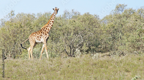 The giraffe walks the African savannah among acacia trees in Kenya s National Park and feeds on a sunny day.