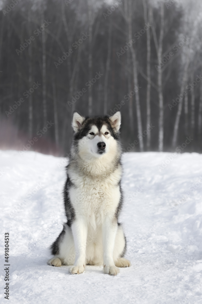 An adult dog of the Alaskan Malamute breed sits on a forest path in winter in sunny weather looking straight ahead vertical photo